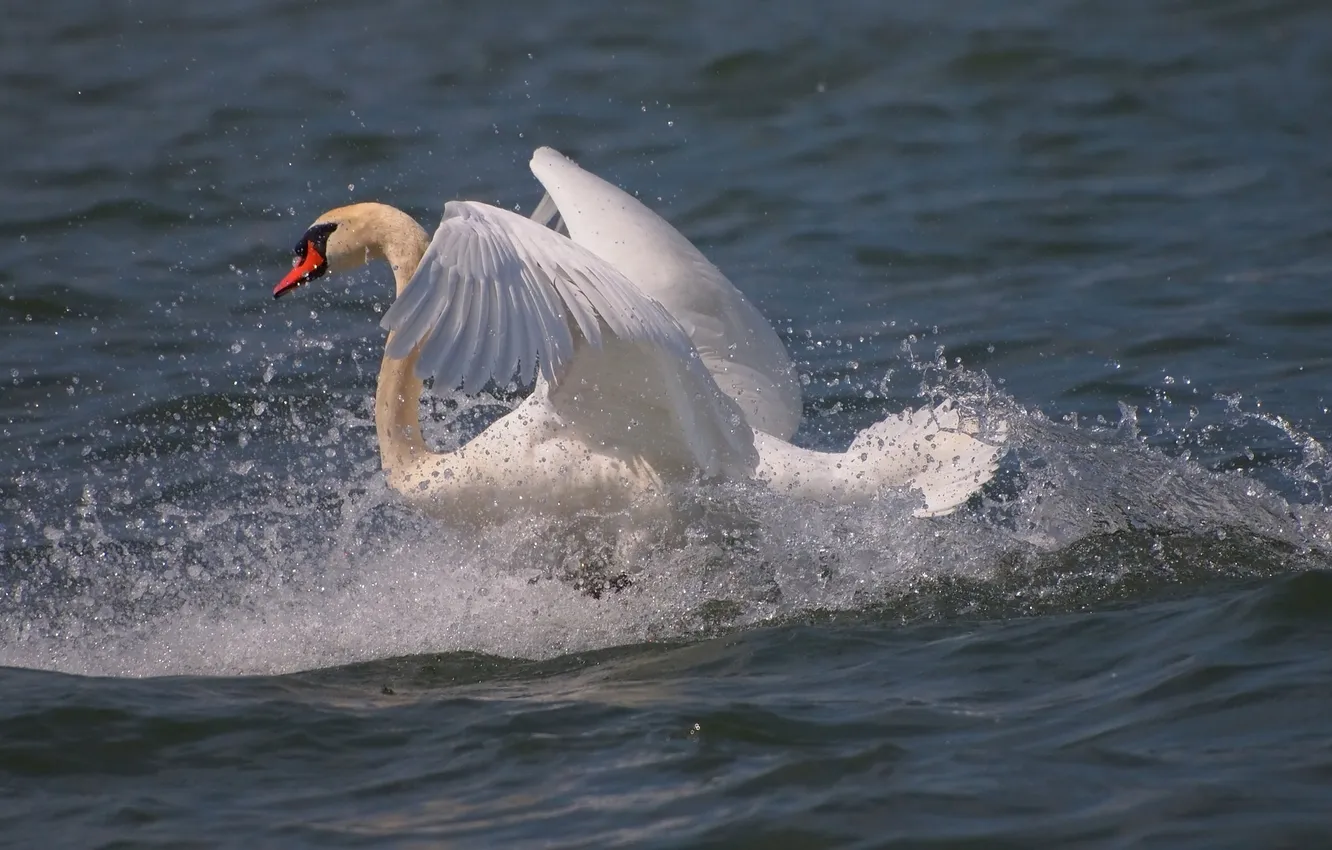 Фото обои белый, брызги, движение, крылья, грация, лебедь