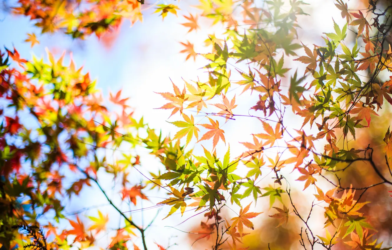 Фото обои осень, листья, дерево, желтые, клен, крона