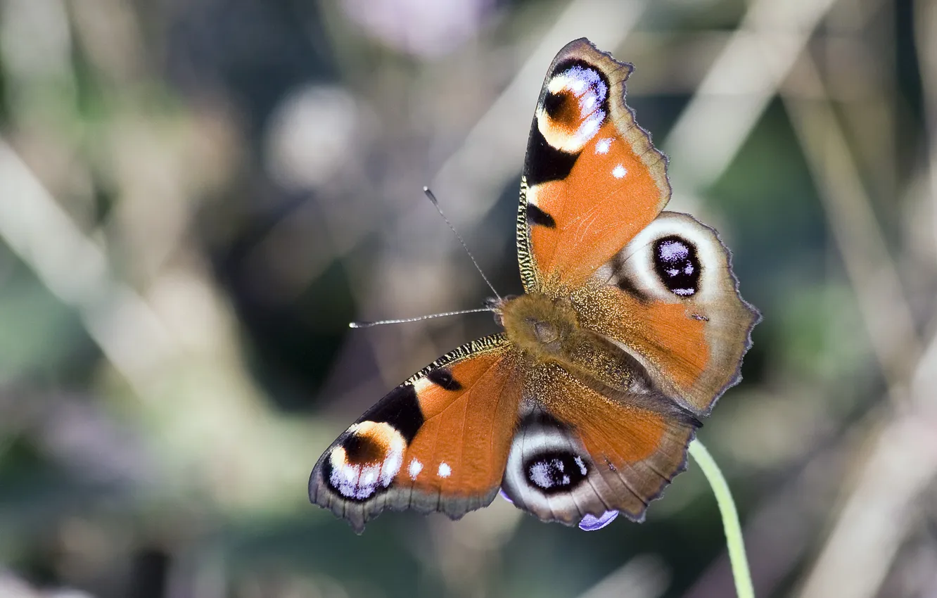 Фото обои бабочка, крылья, насекомое, павлиний глаз