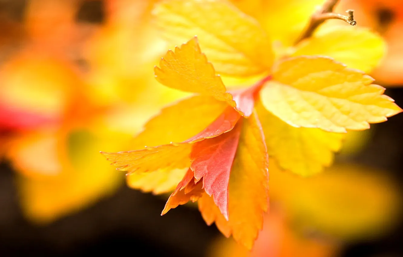 Фото обои листья, макро, фон, ветвь, ярко-жёлтые