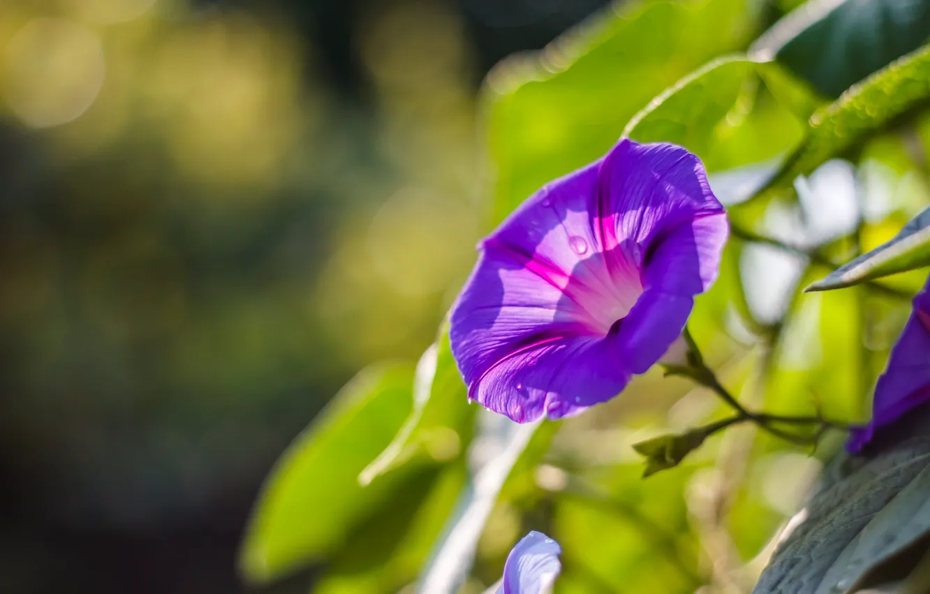Фото обои цветок, фиолетовый, макро, сиреневый, лепестки, Ипомея