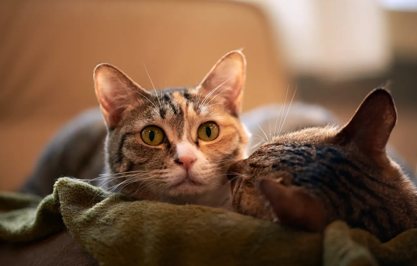 Фото обои кошка, кот, взгляд, морда, кошки, коты, две, парочка