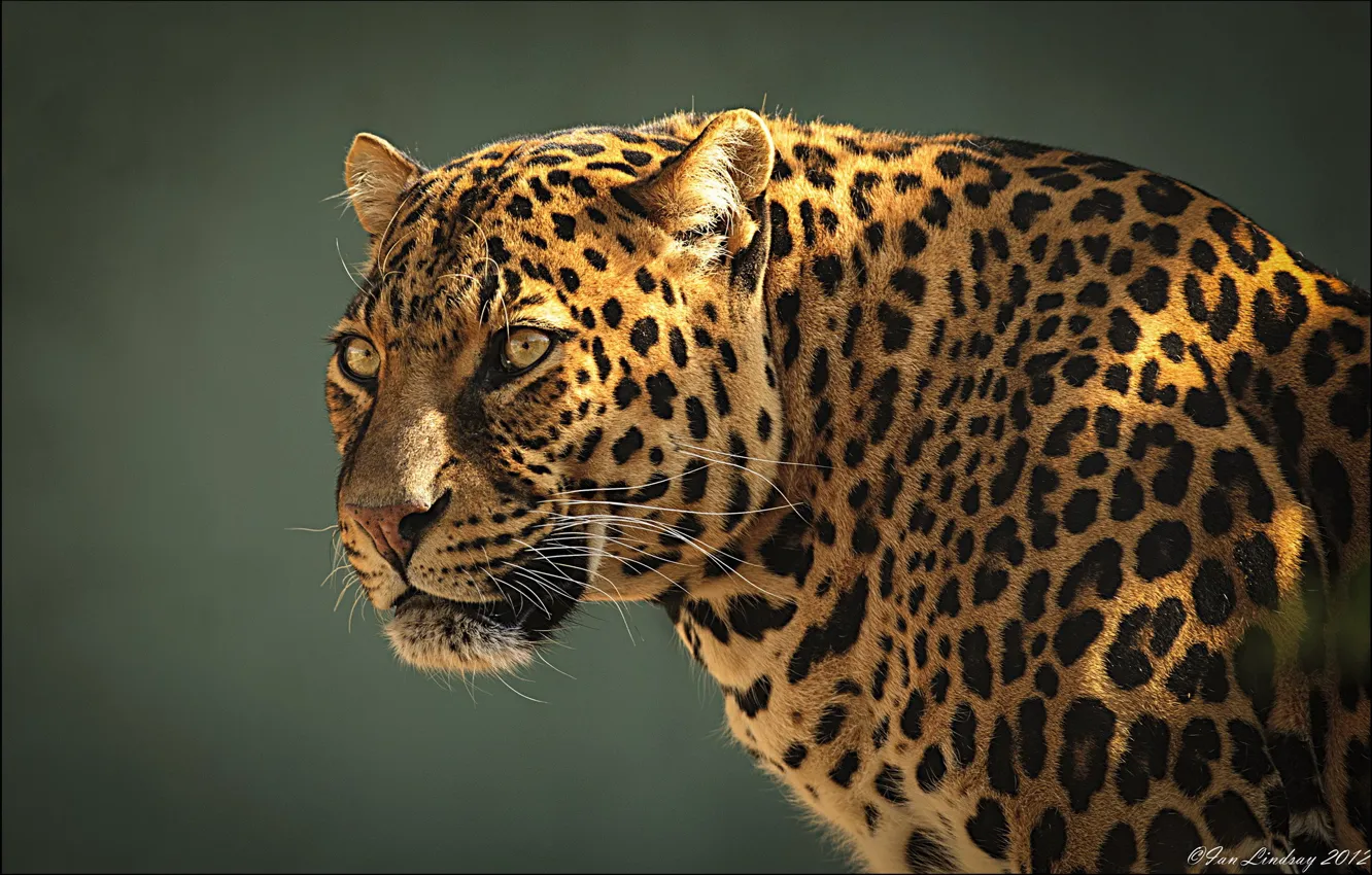 Фото обои морда, хищник, леопард, профиль, leopard