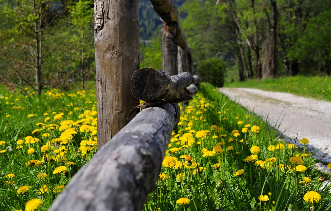 Фото обои дорога, лес, трава, деревья, цветы, природа, парк, весна