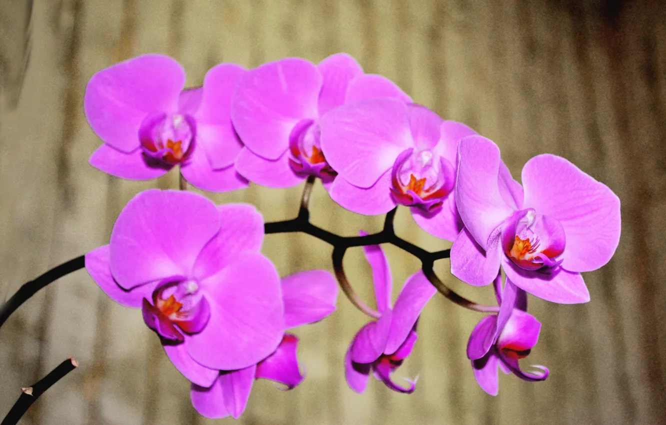 Фото обои цветы, орхидея, розовая орхидея, красивая орхидея