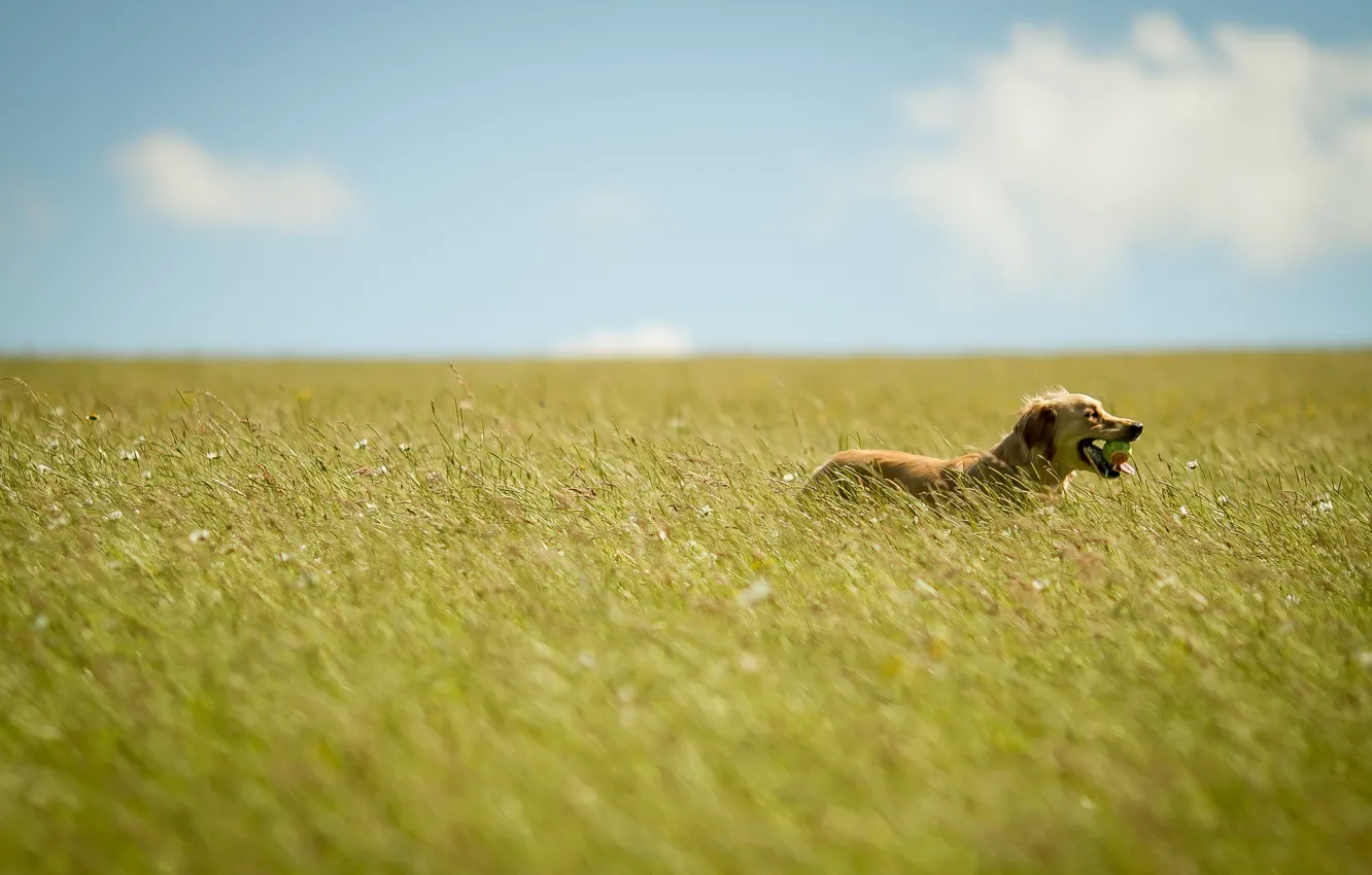 Фото обои поле, лето, собака