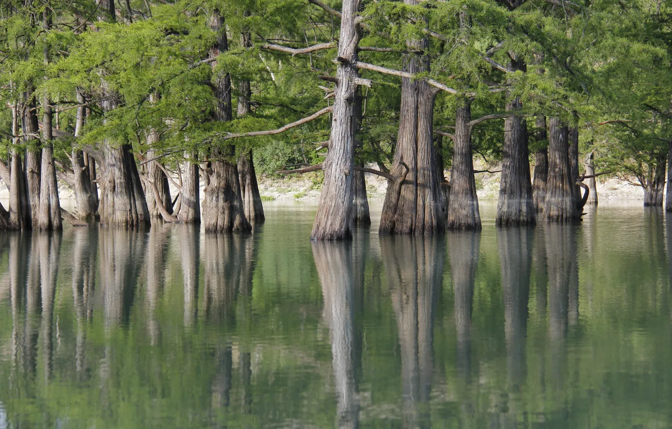 Фото обои forest, trees, Flood