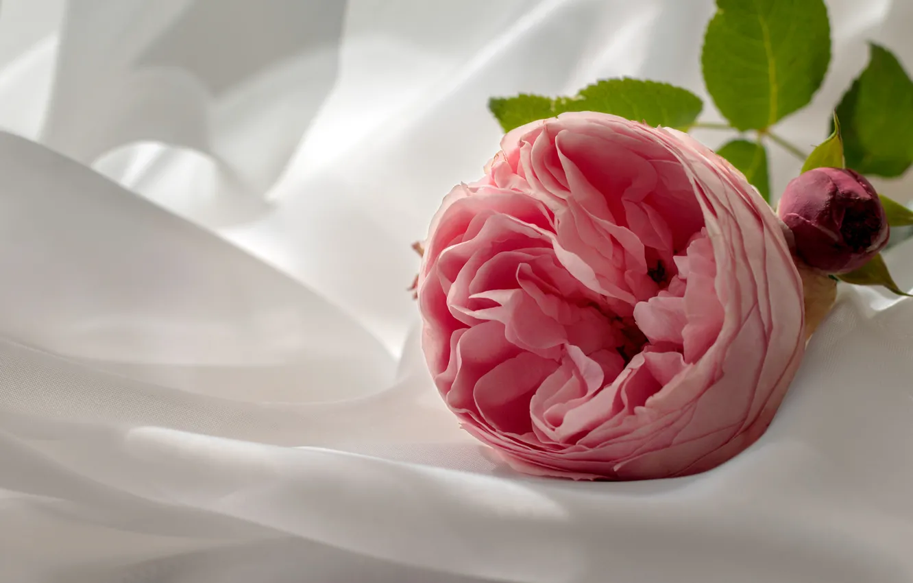 Фото обои цветок, розовая, роза, ткань, светлый фон