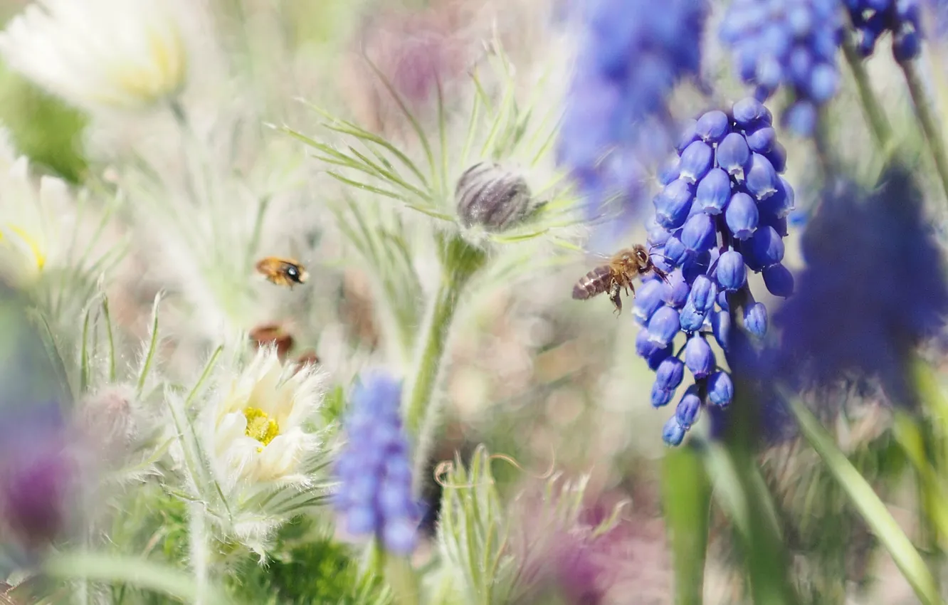Фото обои свет, цветы, пчела, настроение, поляна, весна, насекомое, синие