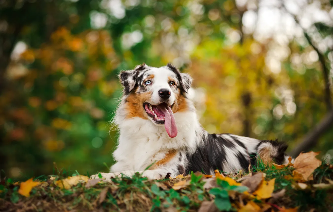 Фото обои осень, язык, животные, глаза, морда, листья, собака, пес