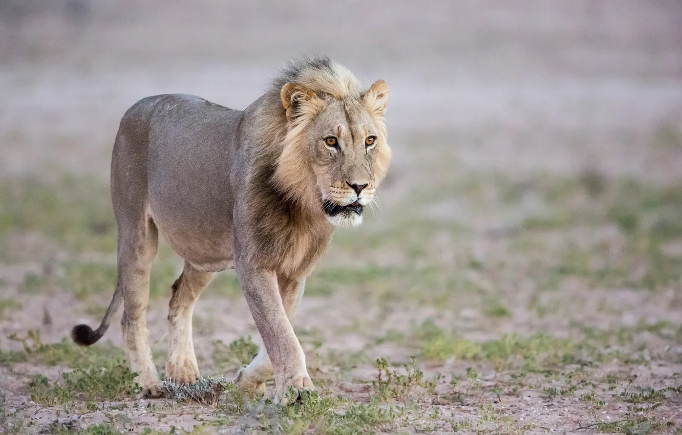 Фото обои хищник, лев, царь зверей