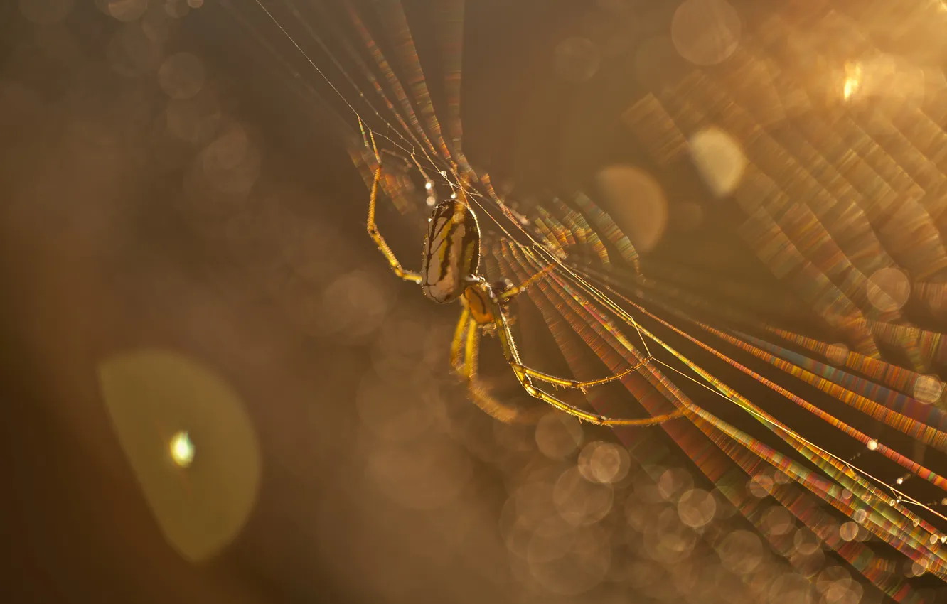 Фото обои макро, лучи, свет, паутина, паук, насекомое