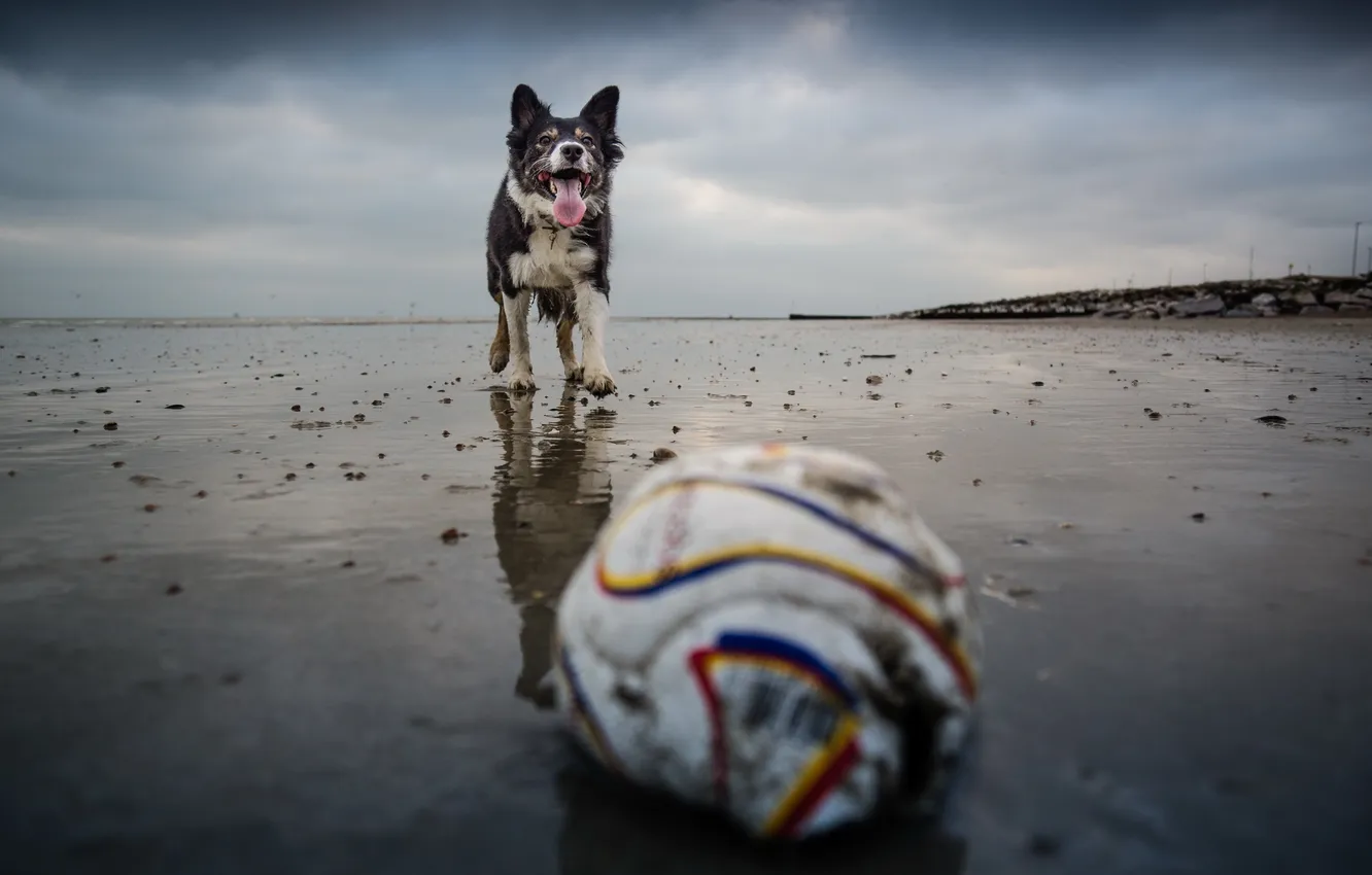 Фото обои взгляд, друг, мяч, собака