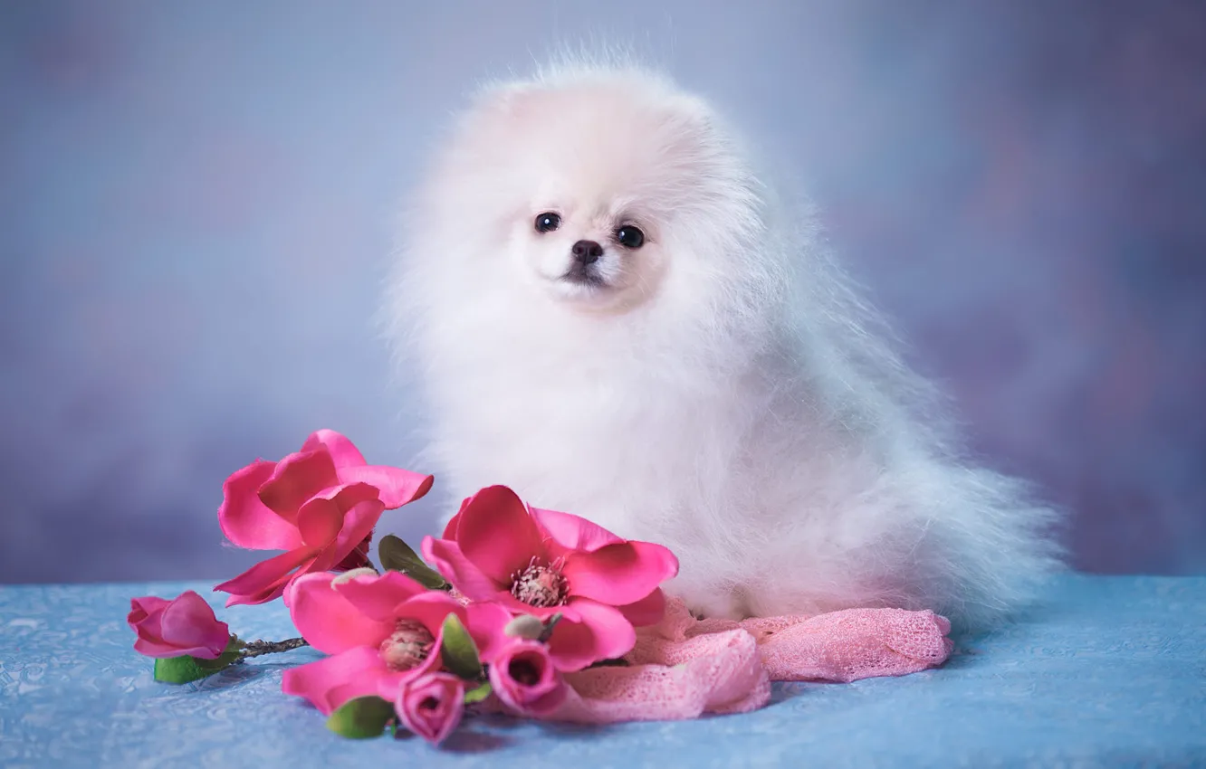 Фото обои белый, взгляд, цветы, поза, фон, голубой, портрет, собака