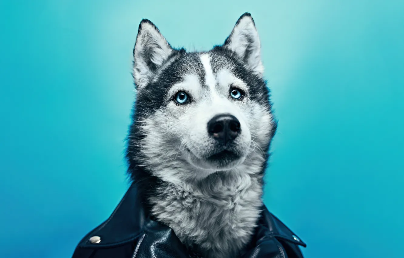 Фото обои Dog, leather, husky