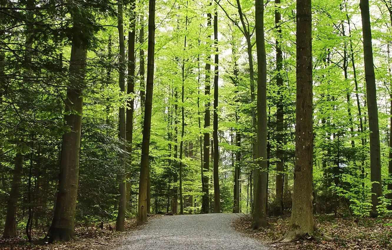 Фото обои дорога, лес, природа