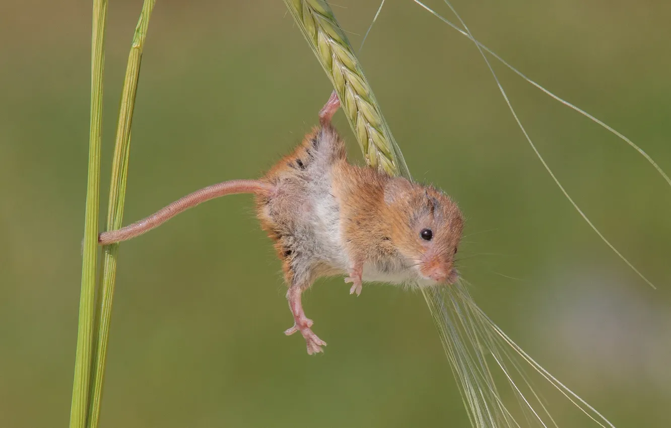 Фото обои макро, фон, мышка, колосок, грызун, акробатика, Harvest Mouse, Мышь-малютка