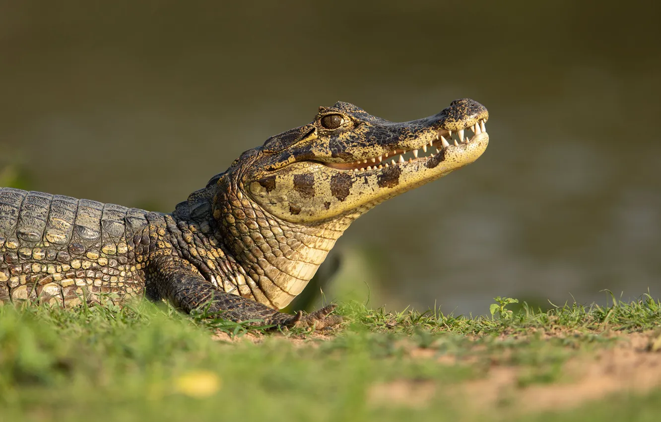 Фото обои берег, крокодил, водоем