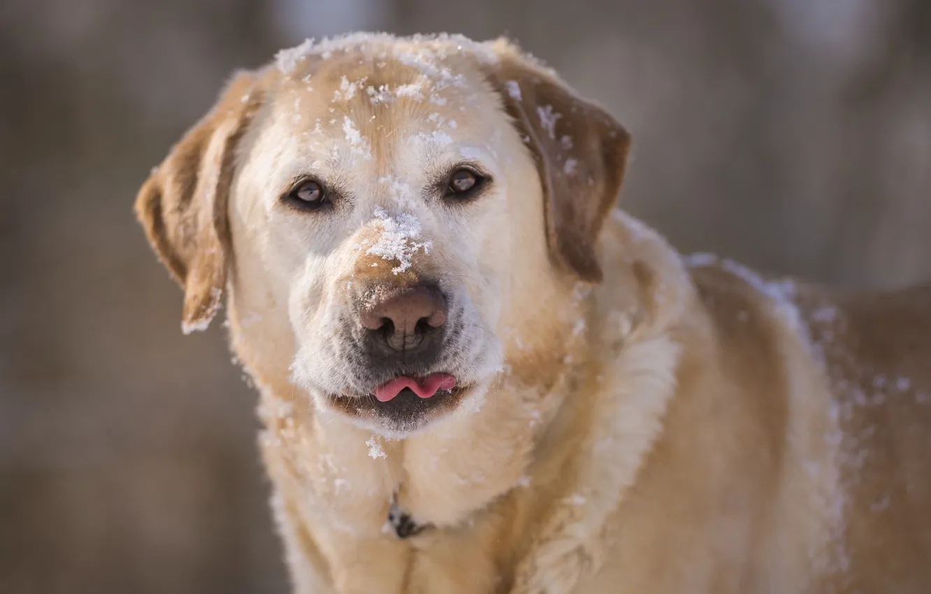 Фото обои морда, снег, собака, пёс, Лабрадор-ретривер