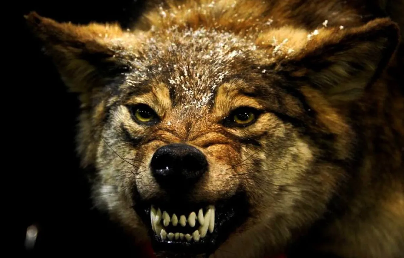 Фото обои animals, angry, mammal, animal themes, one animal, red wolf wallpaper, red wolf