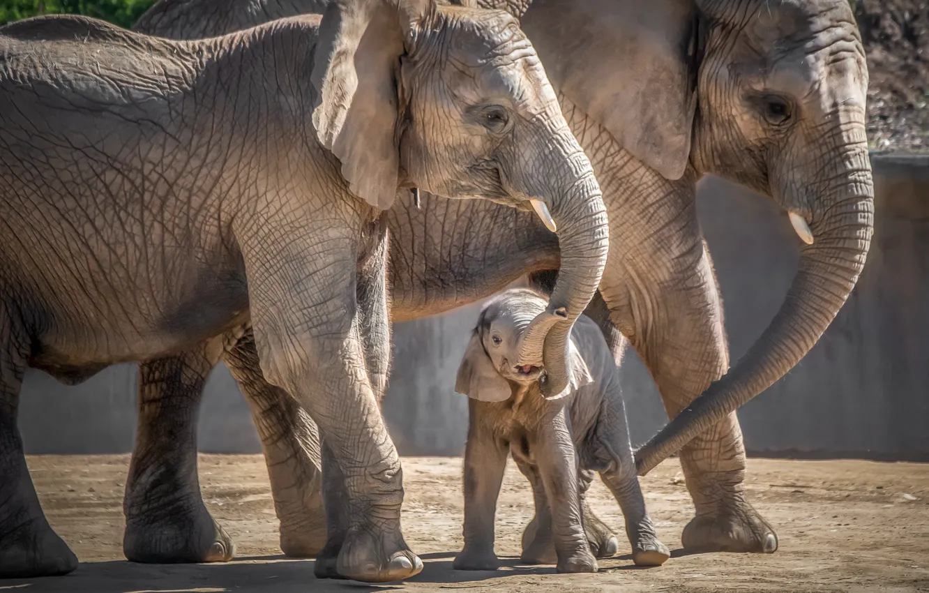 Фото обои слон, малыш, семья, мама, слоненок