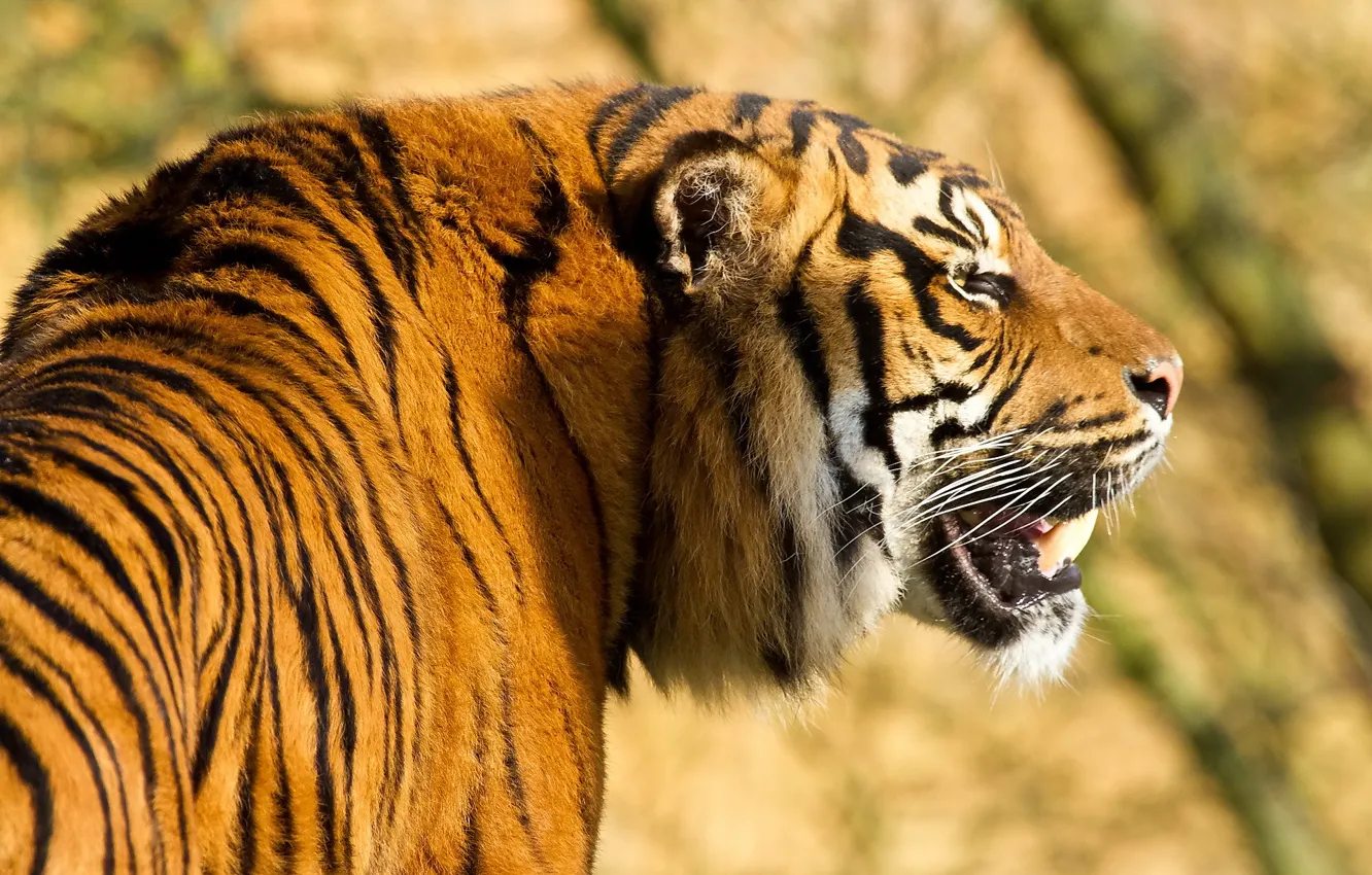 Фото обои полоски, тигр, хищник, профиль, амурский