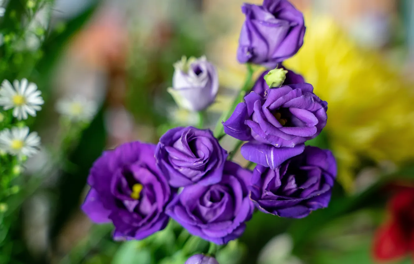 Фото обои цветы, букет, фиолетовые, сиреневые, боке, эустома