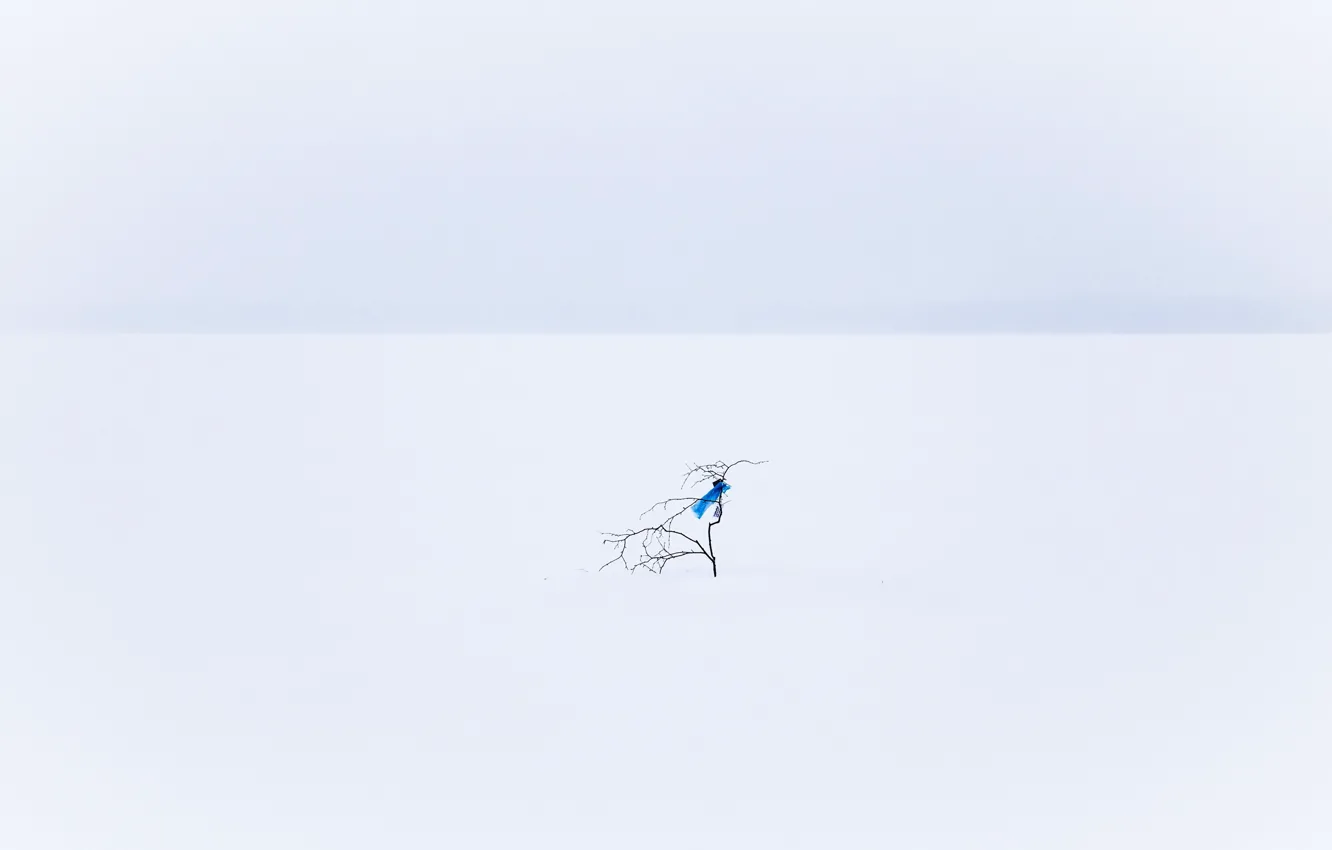 Фото обои снег, минимализм, ветка
