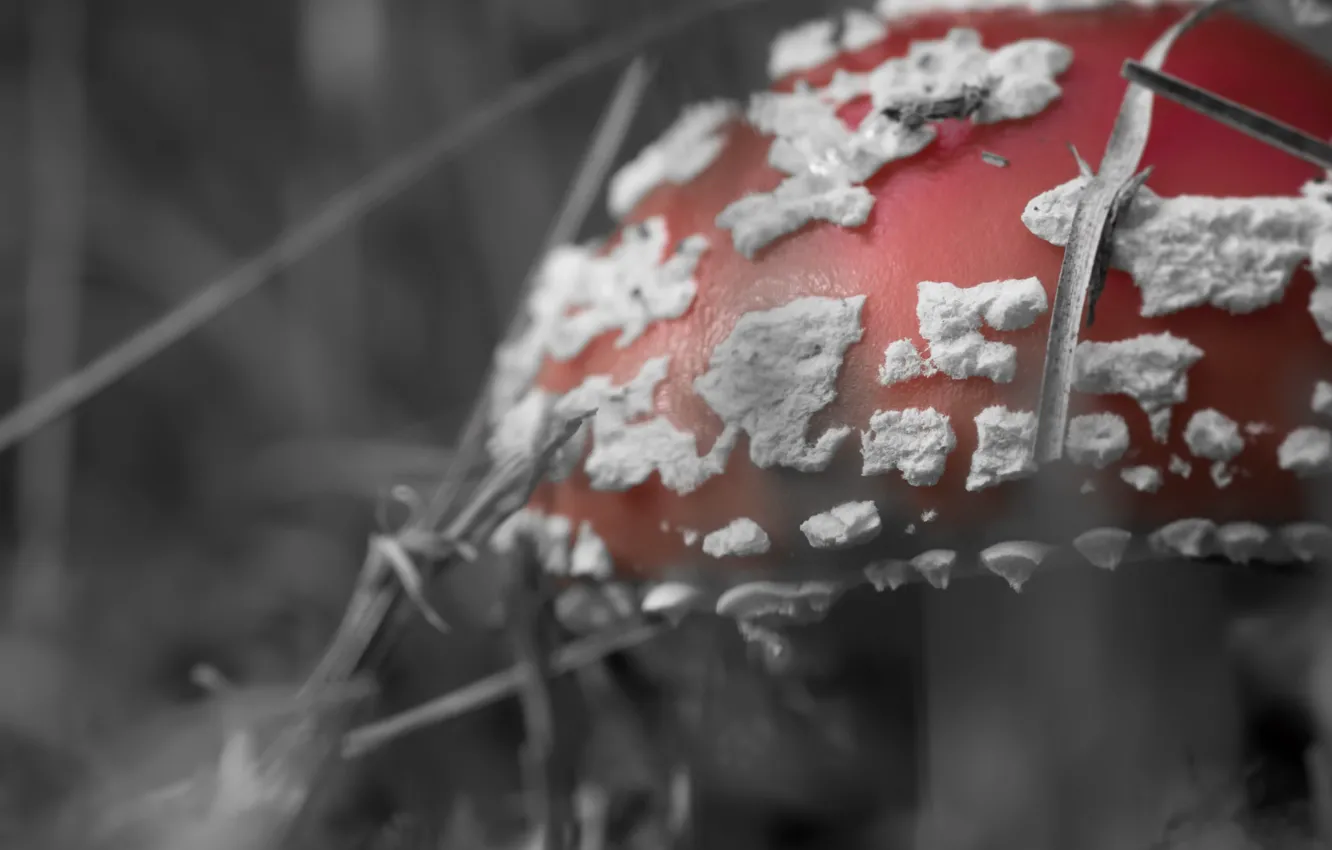 Фото обои макро, гриб, мухомор, Amanita muscaria