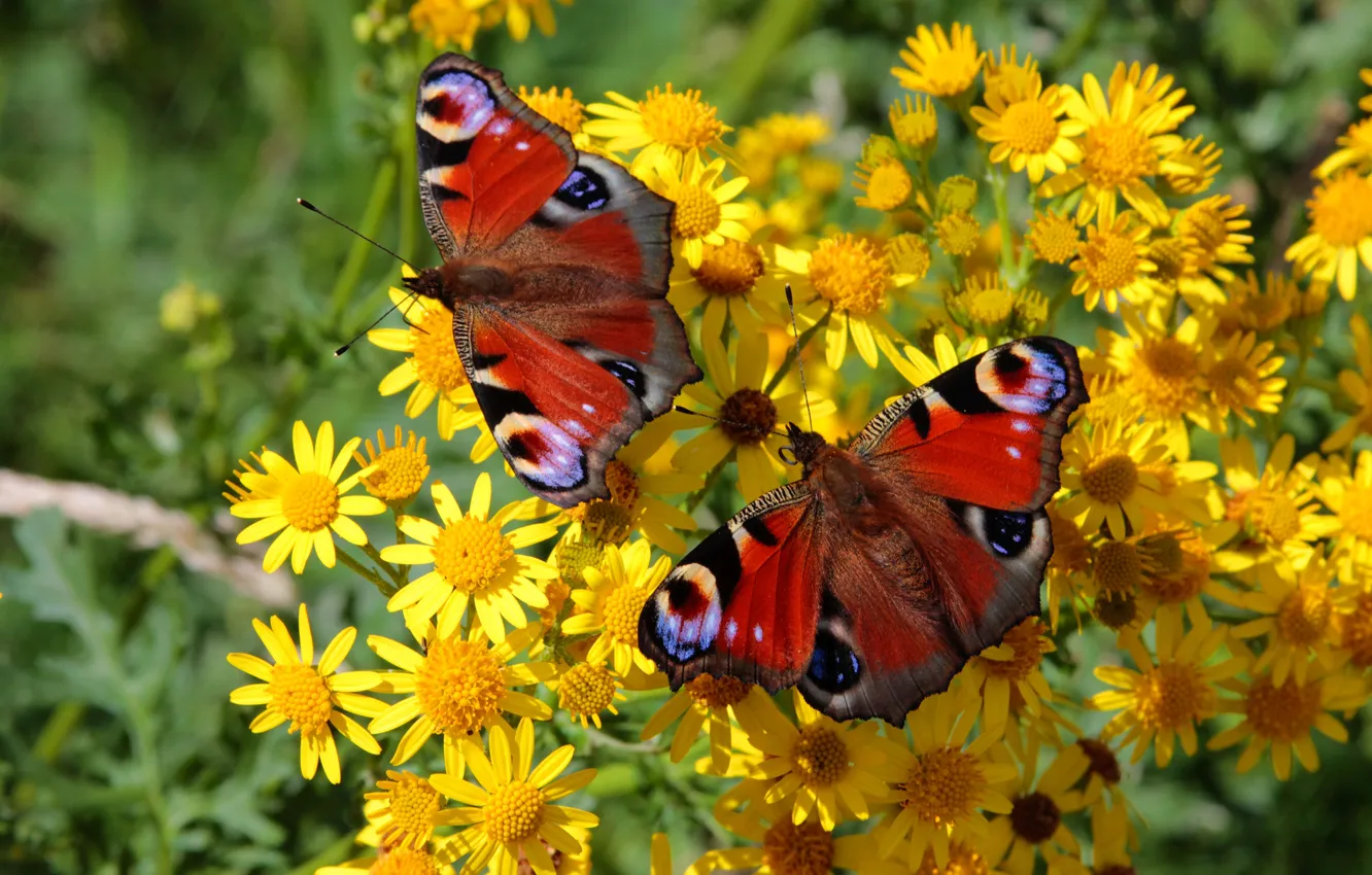 Фото обои лето, макро, бабочки, цветы, две, желтые, парочка
