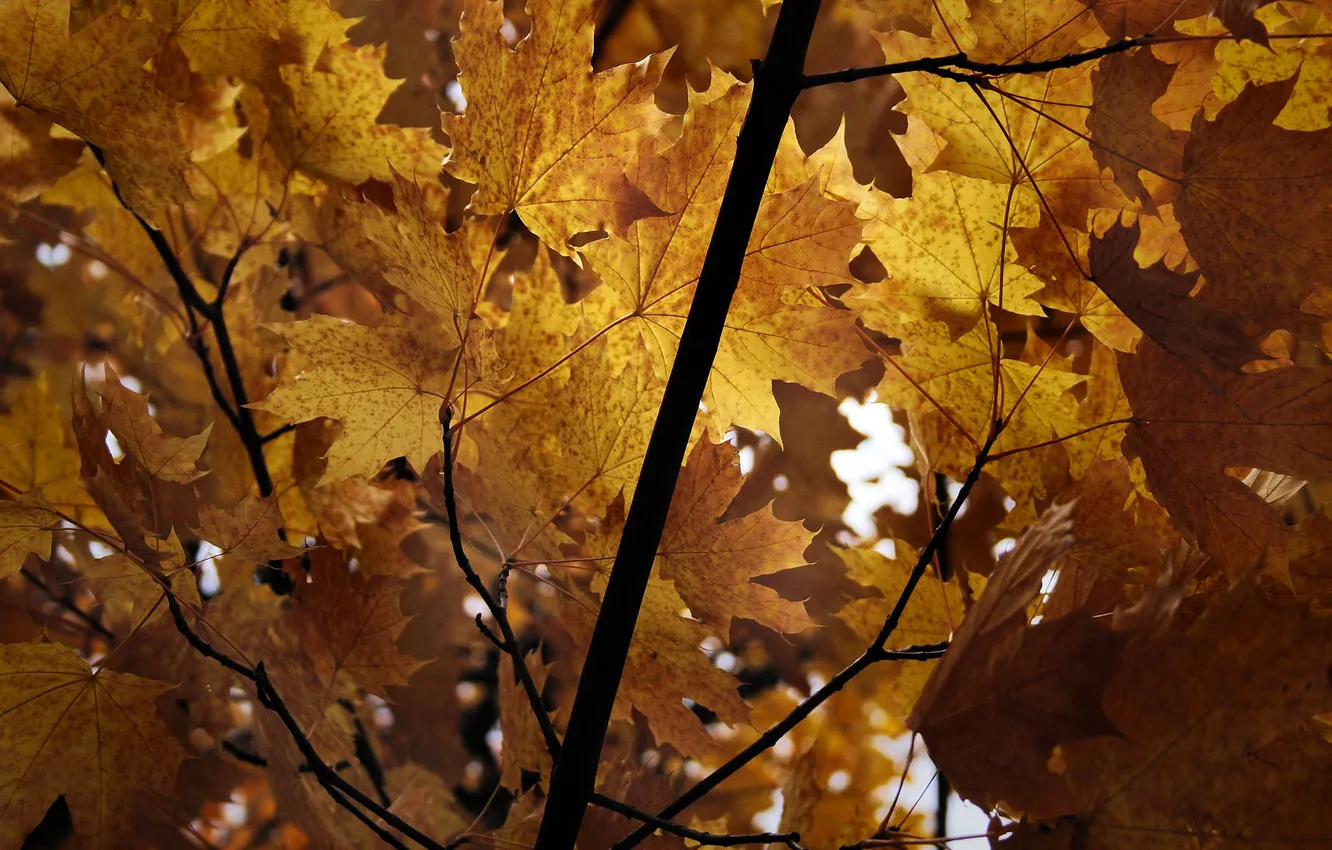 Фото обои осень, ветки, листва, клен