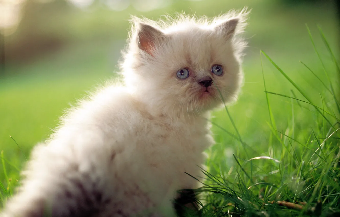 Фото обои кошка, белый, трава, кот, макро, котенок, милый, cat
