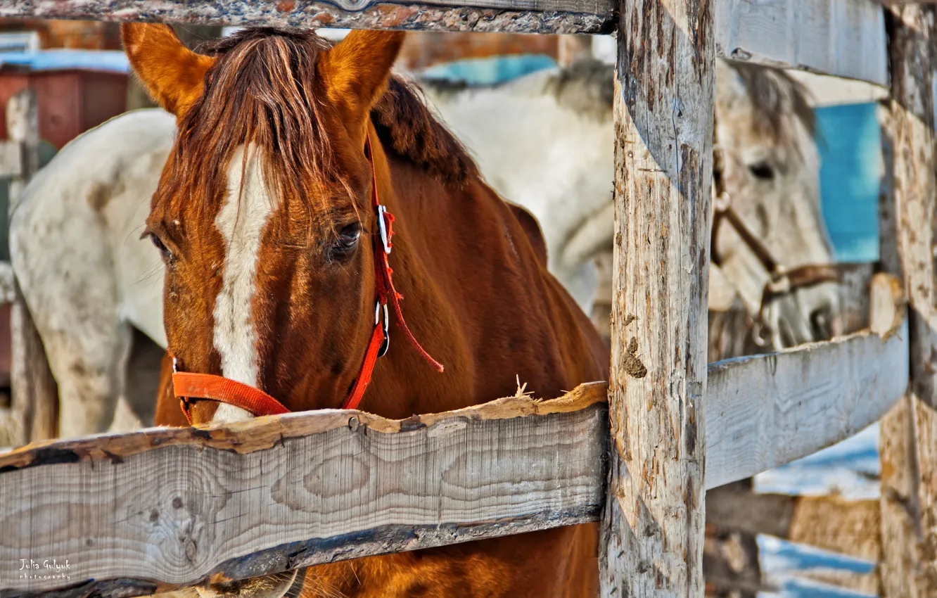 Фото обои звери, забор, кони, лошади, белая, рыжая, конюшня