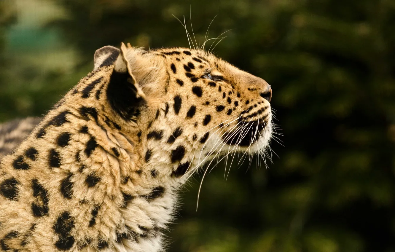 Фото обои морда, хищник, леопард, профиль, мех, дикая кошка