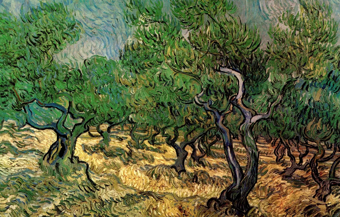 Фото обои деревья, Vincent van Gogh, Olive Grove 2