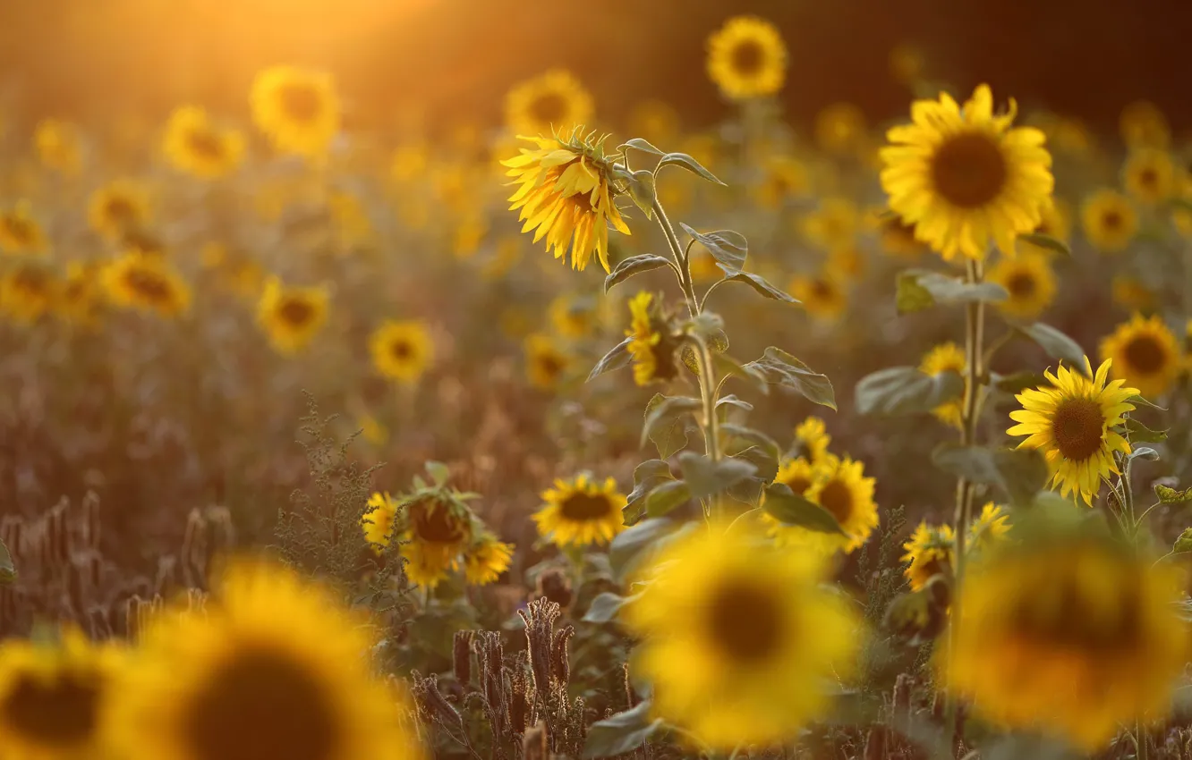 Фото обои поле, лето, свет, подсолнухи, цветы, желтые, много, подсолнечник