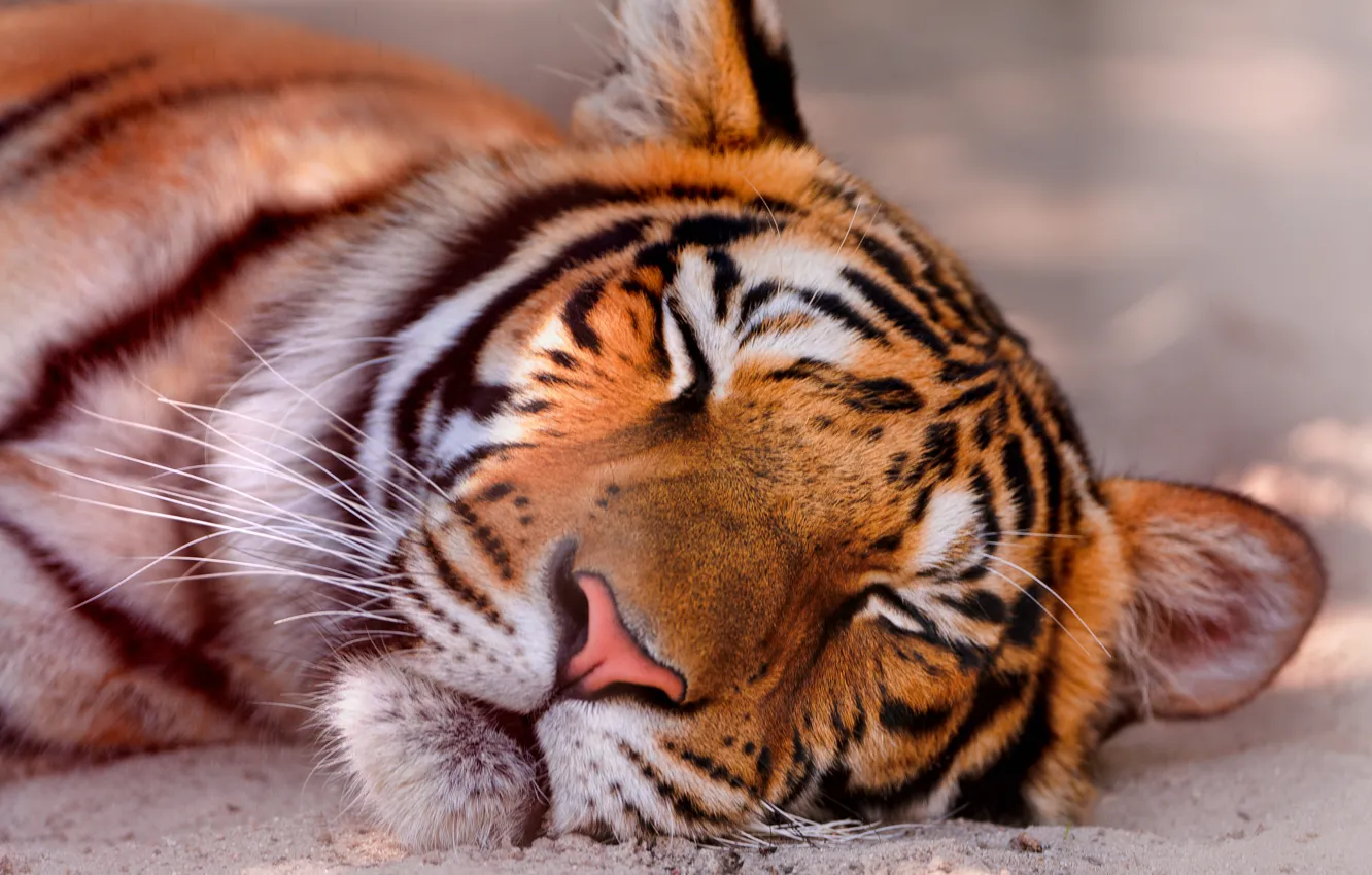 Фото обои морда, спит, тигра