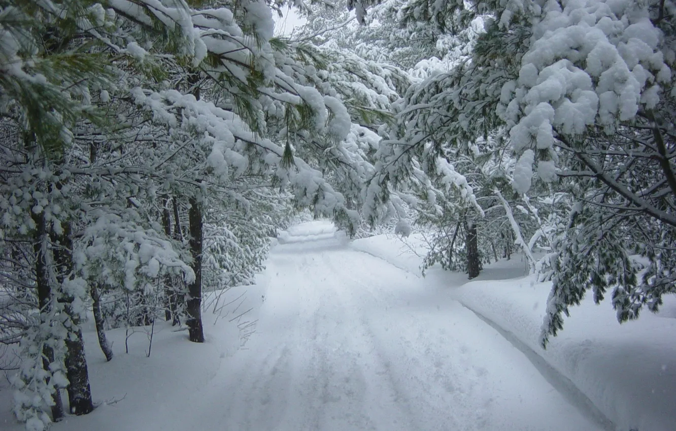 Фото обои forest, winter, snow, tree