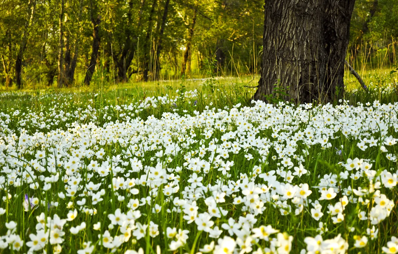 Фото обои Поле, Весна, Цветочки, Spring, Цветение, Field, Flowering, Белые Цветы