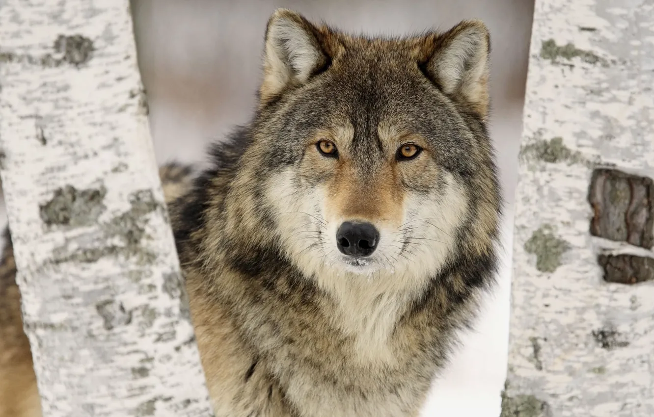 Фото обои деревья, волк, Wolf