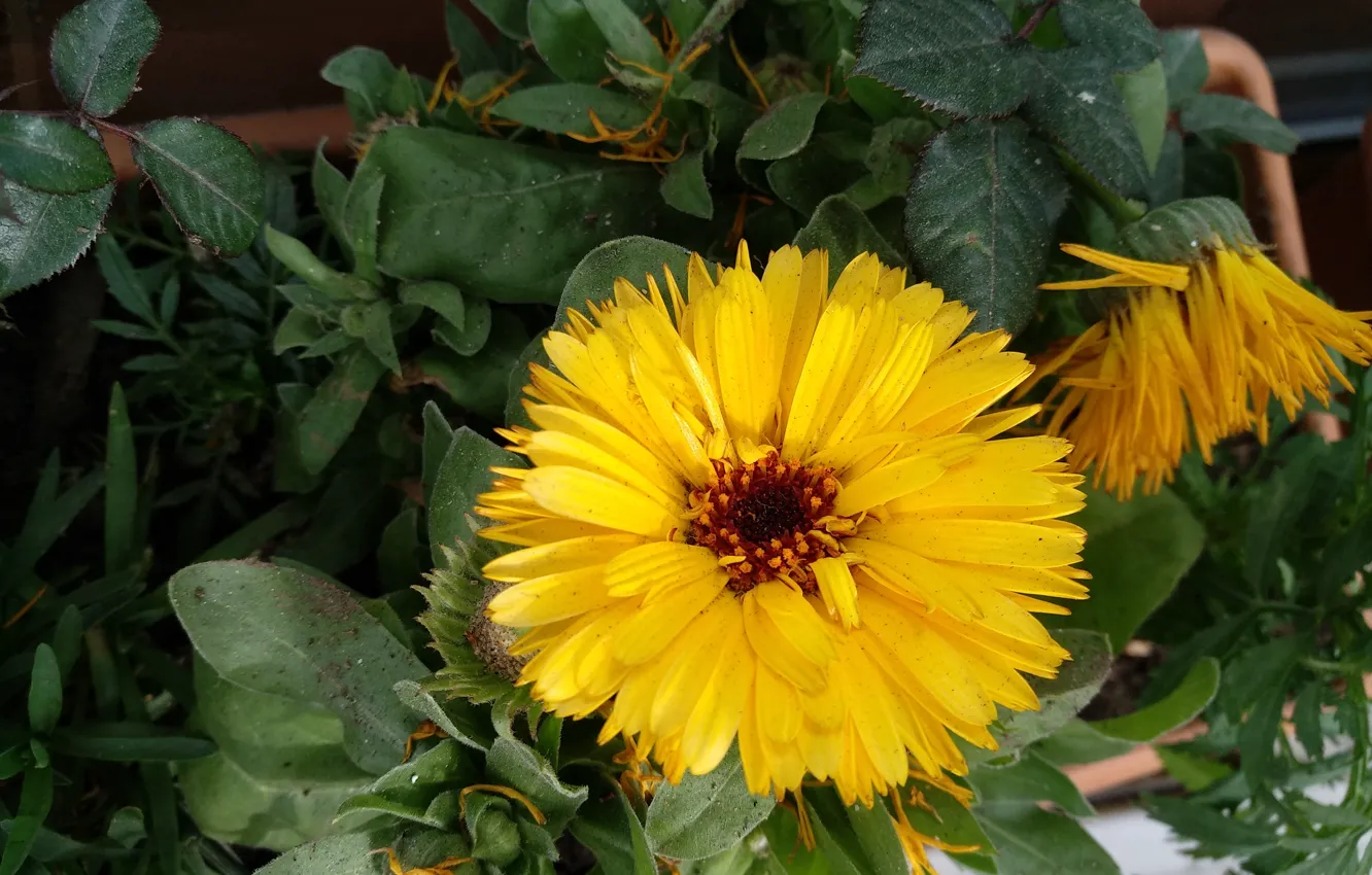 Фото обои Yellow flower, Цветочек, Жёлтый цветок