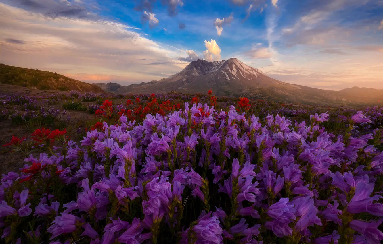 Фото обои поле, небо, цветы, холмы, Doug Shearer