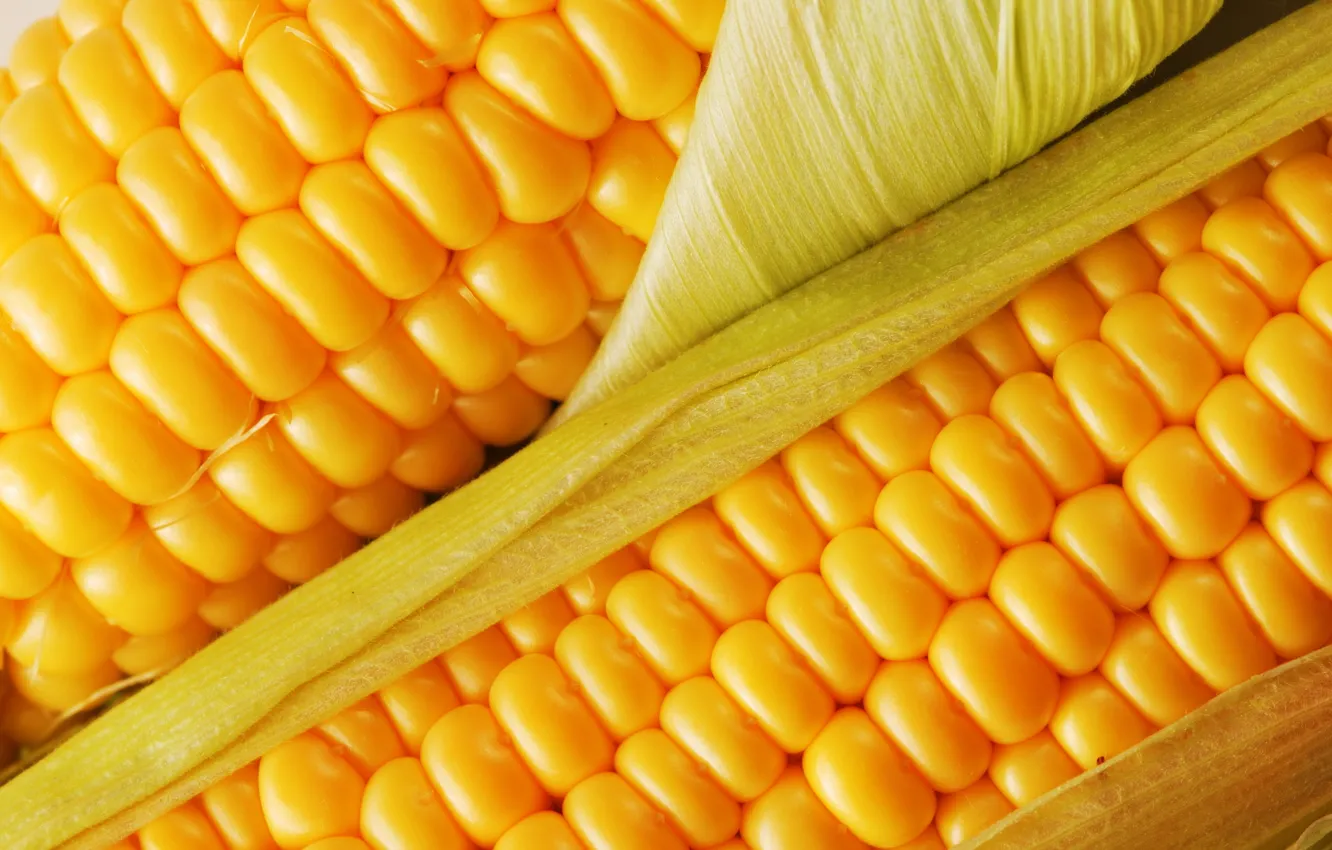 Фото обои желтый, зеленый, еда, кукуруза, пища, вкусно, злак, полезно