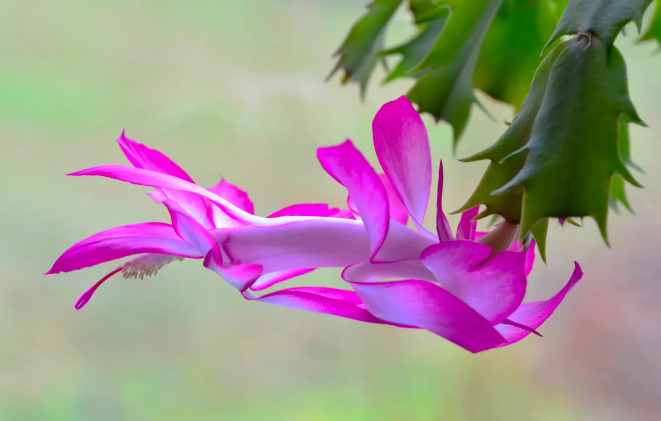 Фото обои кактус, цветение, розовые лепестки