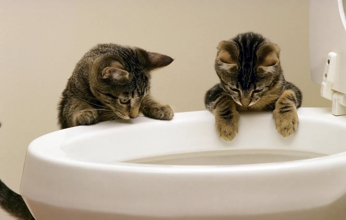 Фото обои вода, кошки, унитаз