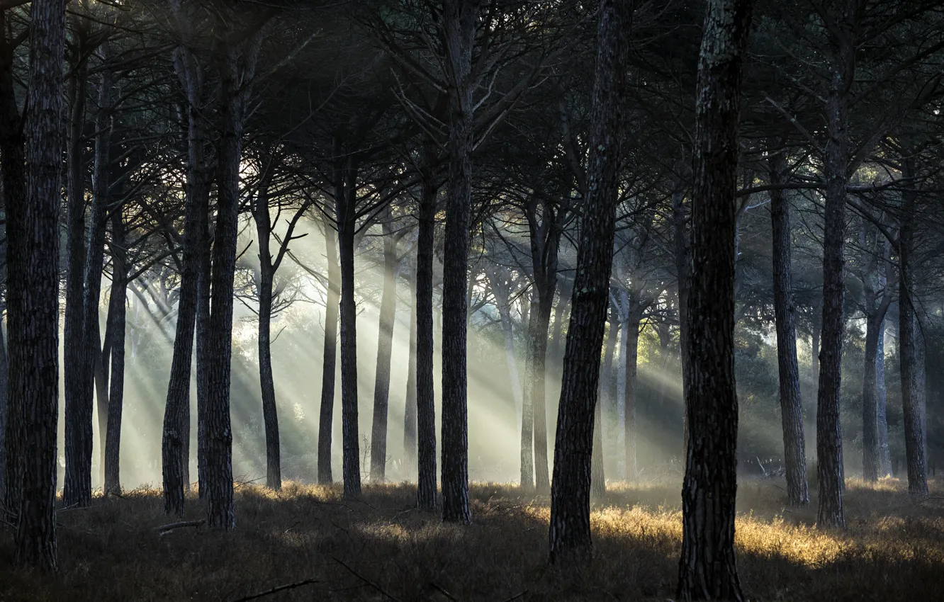 Фото обои лес, деревья, солнечные лучи