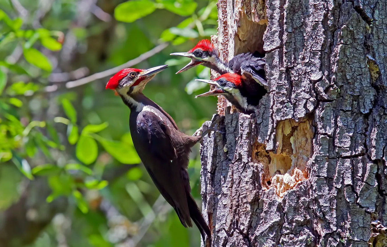 Фото обои птицы, природа, Male Pileated Woodpecker