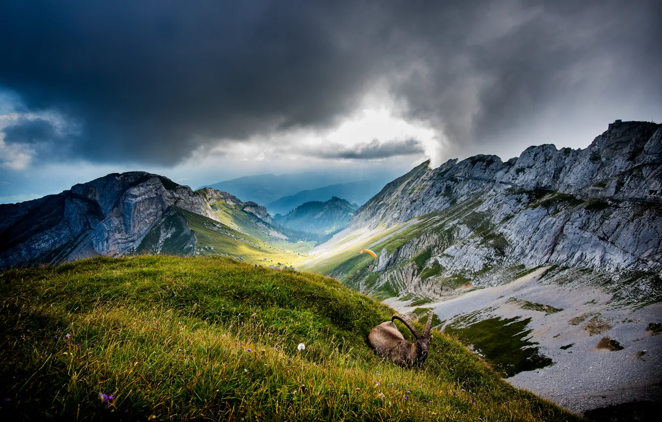 Фото обои облака, горы, животное, козел, Швейцария, долина, Switzerland, Mount Pilatus