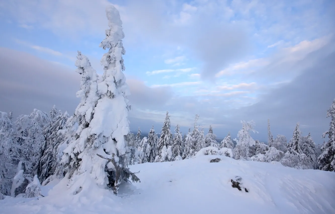 Фото обои зима, снег, деревья, природа, мороз, Nature, trees, landscape