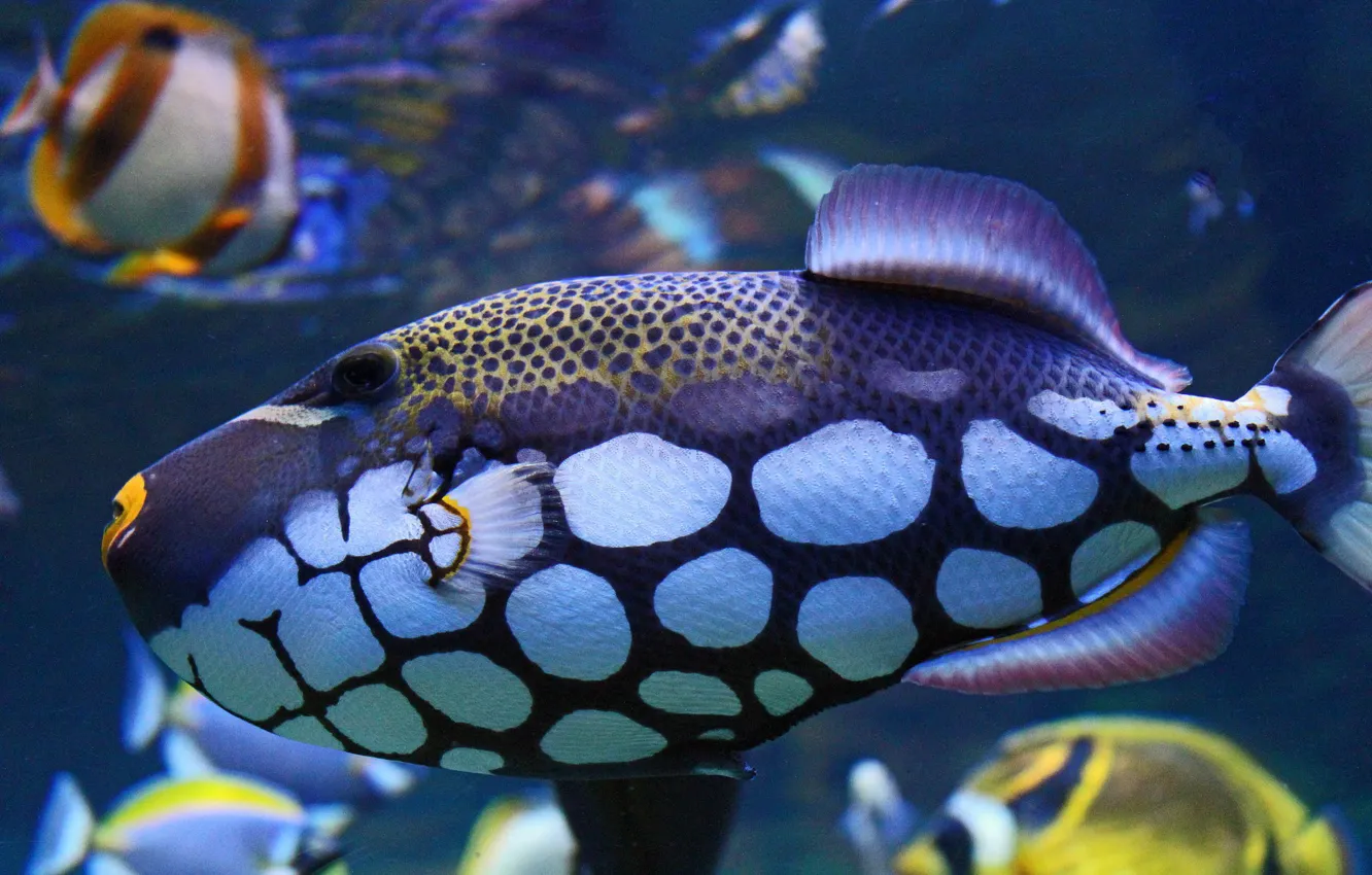 Фото обои цвет, рыба, пятна, подводный мир